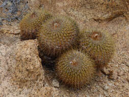 Image of Copiapoa serpentisulcata F. Ritter