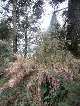 Image of Trisetum virletii E. Fourn.