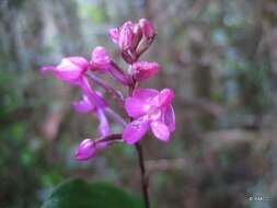 Image of Physoceras violaceum Schltr.