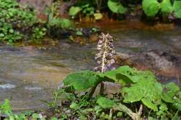 Image of pestilence wort