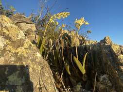 Imagem de Dendrobium speciosum var. pedunculatum Clemesha