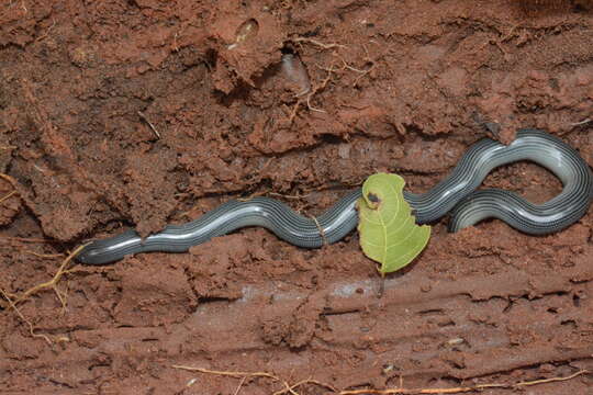 Image of Common Lined Worm Snake