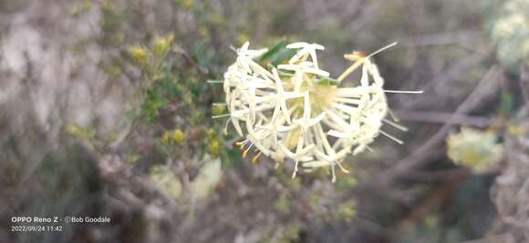 صورة Pimelea angustifolia R. Br.