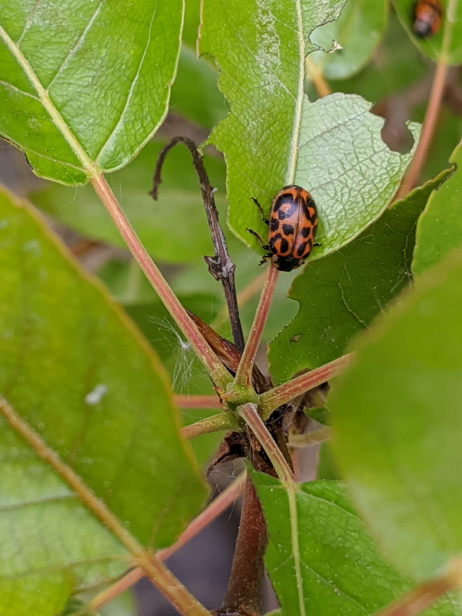 Image of Chrysomela (Macrolina) falsa Brown 1956