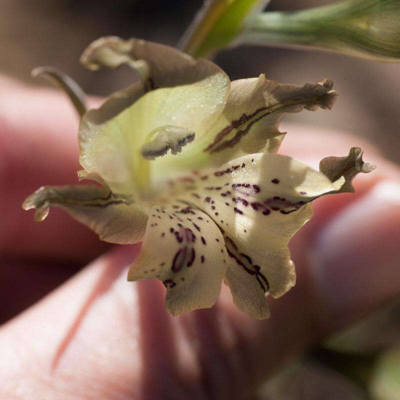 Imagem de Gladiolus recurvus L.