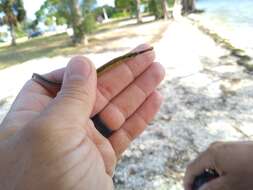 Image of Dusky pipefish