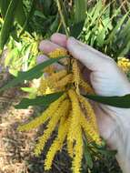 Image of Acacia leptocarpa A. Cunn. ex Benth.