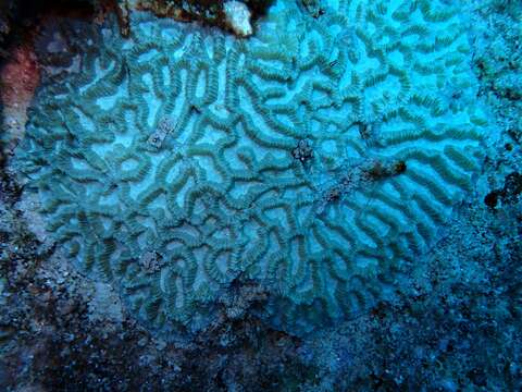 Image of lesser valley coral