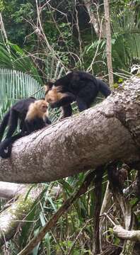 Image of Panama capuchin monkey