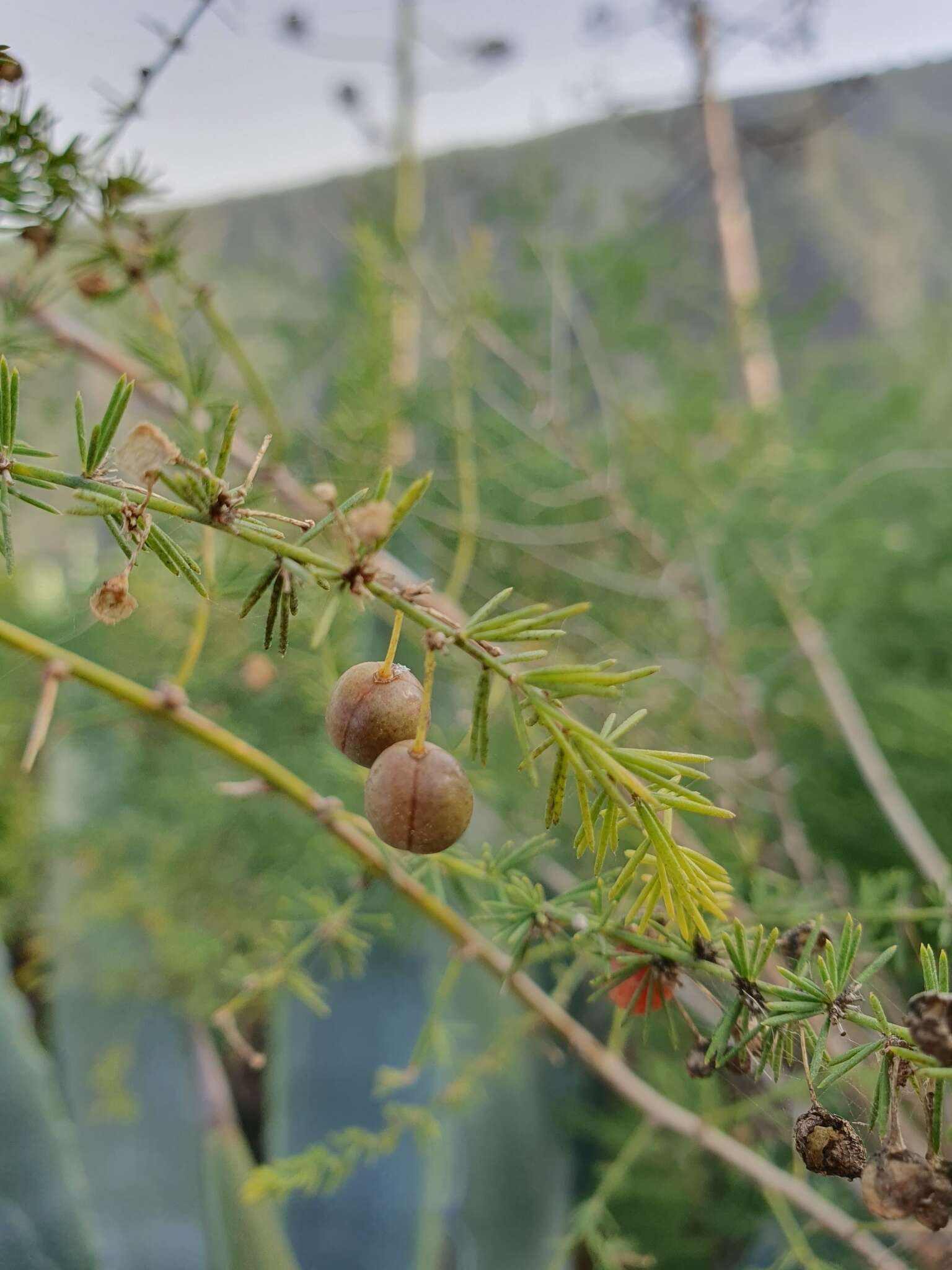 Image of Asparagus scoparius Lowe