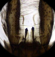 Image of Aedes geniculatus (Olivier 1791)