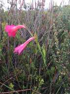 Imagem de Gladiolus meridionalis G. J. Lewis