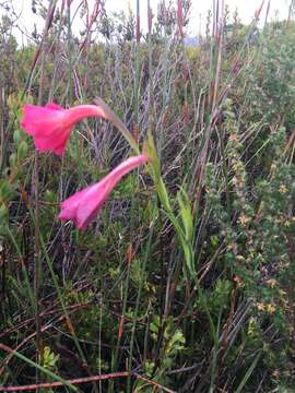 Image of Gladiolus meridionalis G. J. Lewis