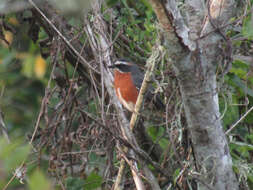 Image of Black-and-rufous Warbling Finch