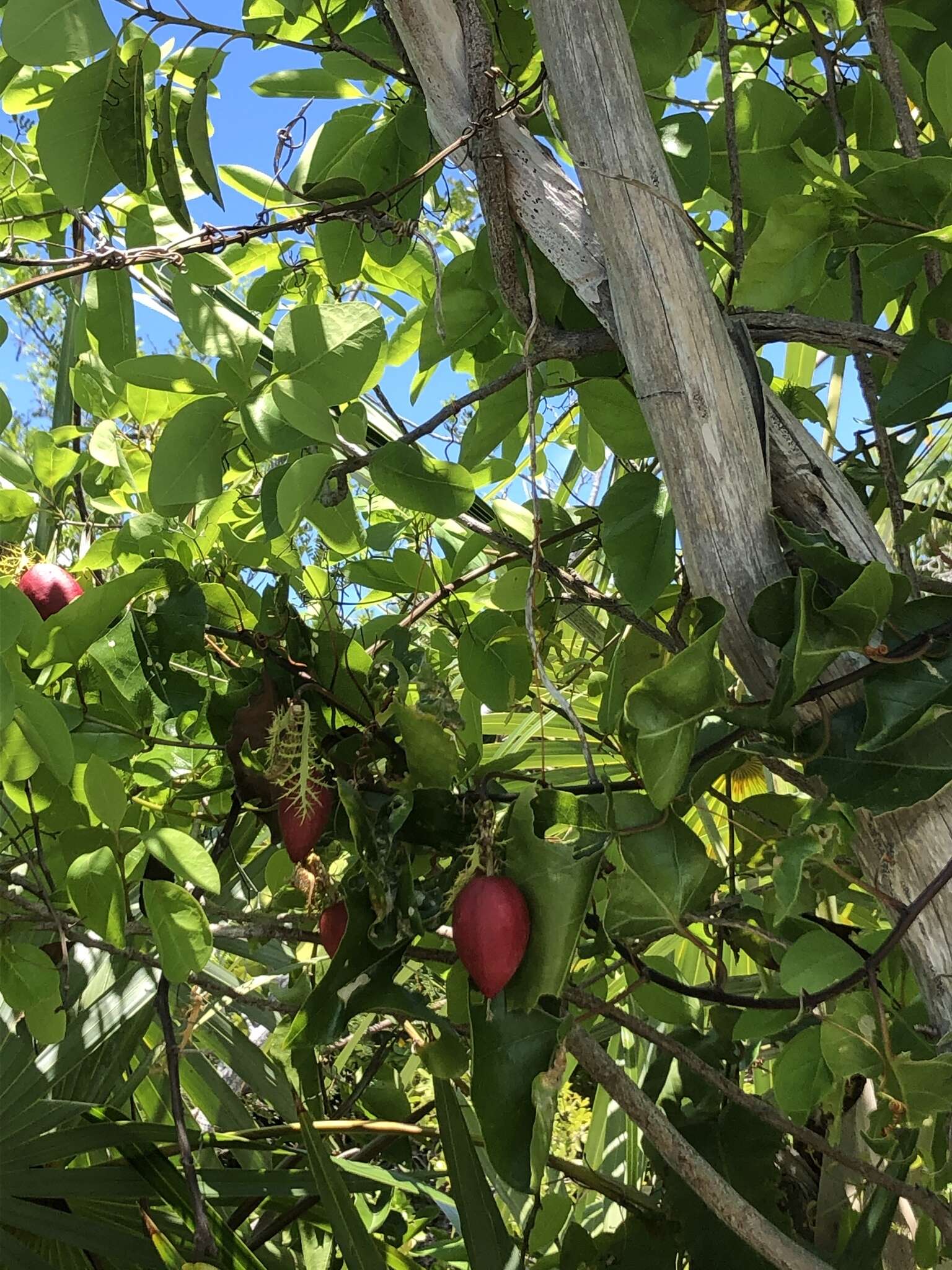 Imagem de Passiflora pectinata Griseb.