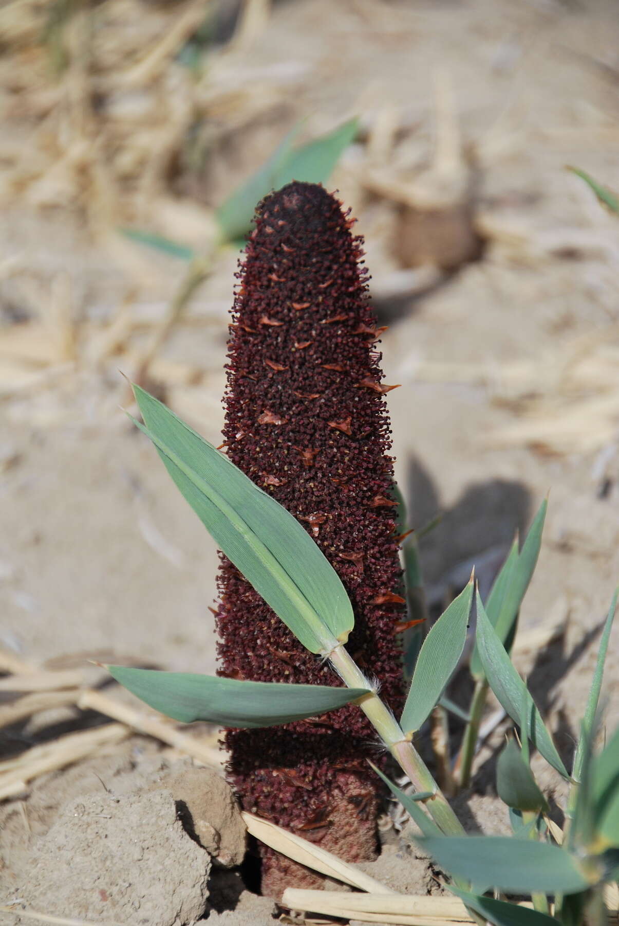 Imagem de Cynomorium coccineum subsp. songaricum (Rupr.) J. Leonard