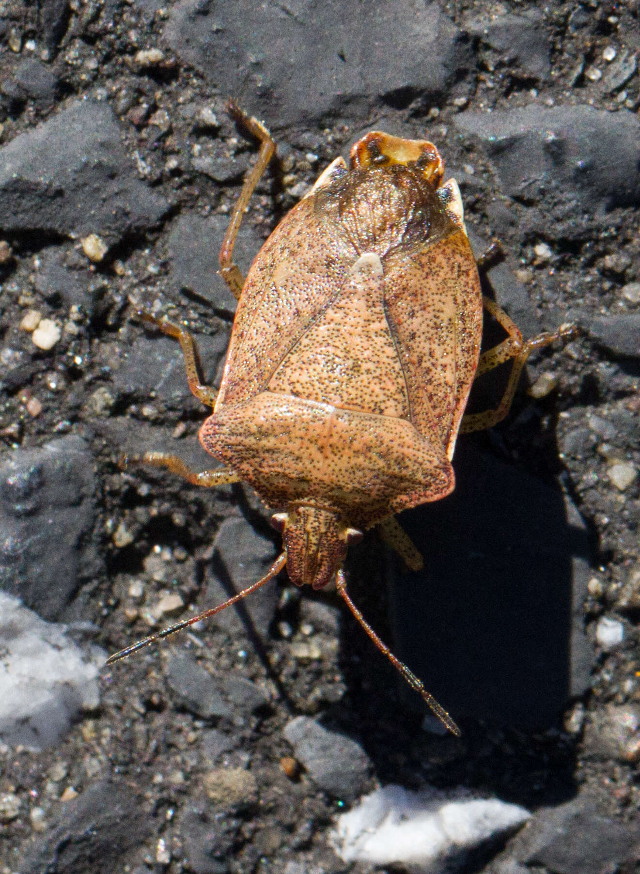 Euschistus (Euschistus) servus euschistoides (Vollenhoven 1868) resmi