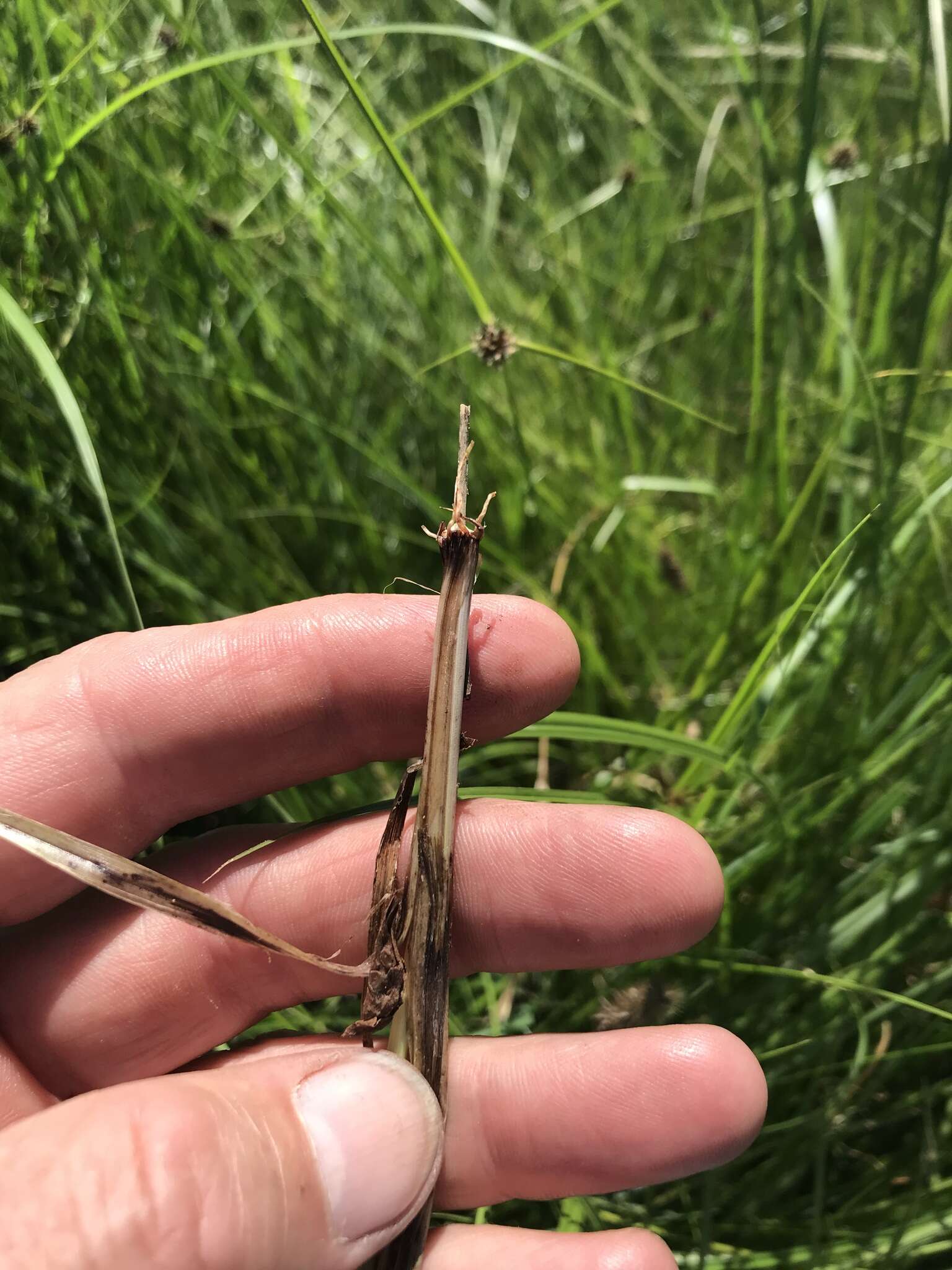 Image of Cyperus bracheilema (Steud.) Mattf. & Kük.