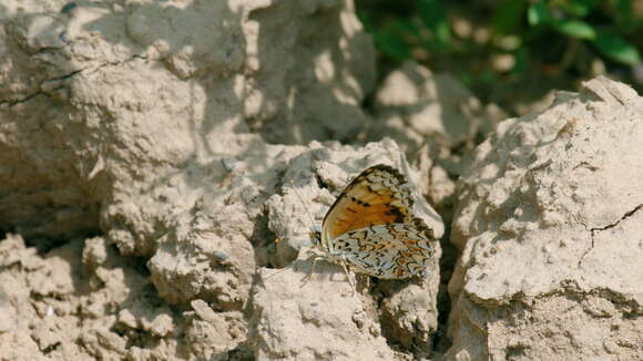 Image de Melitaea sibina Alphéraky 1882