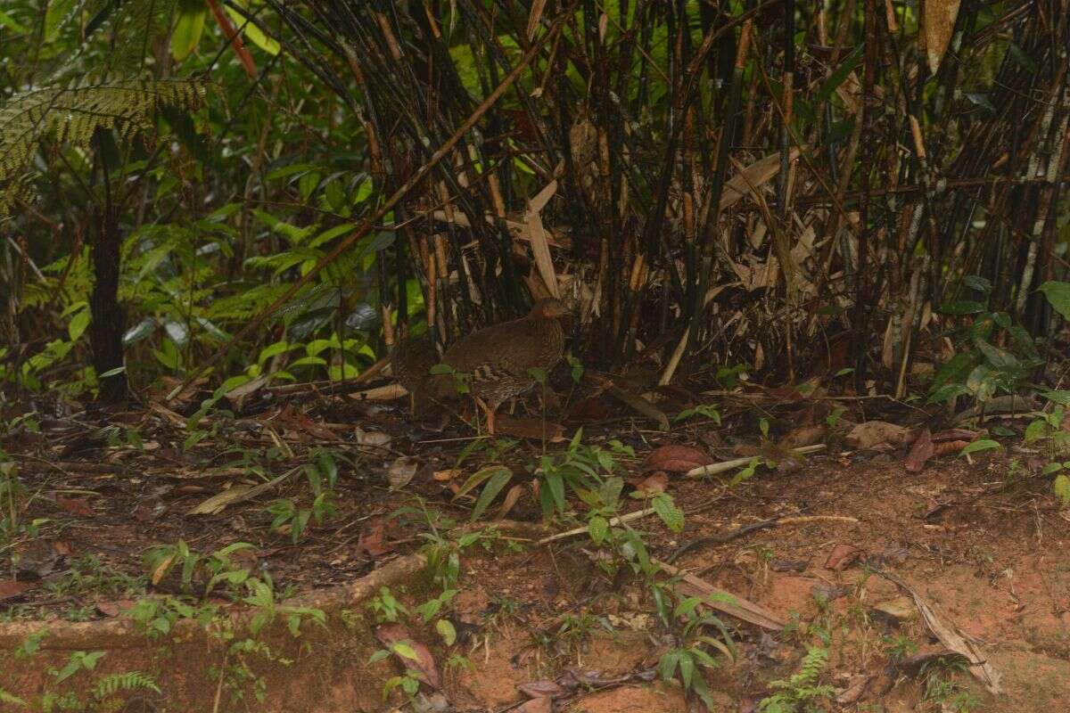 Image of Ceylon Junglefowl