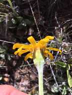 Image of Flagstaff ragwort