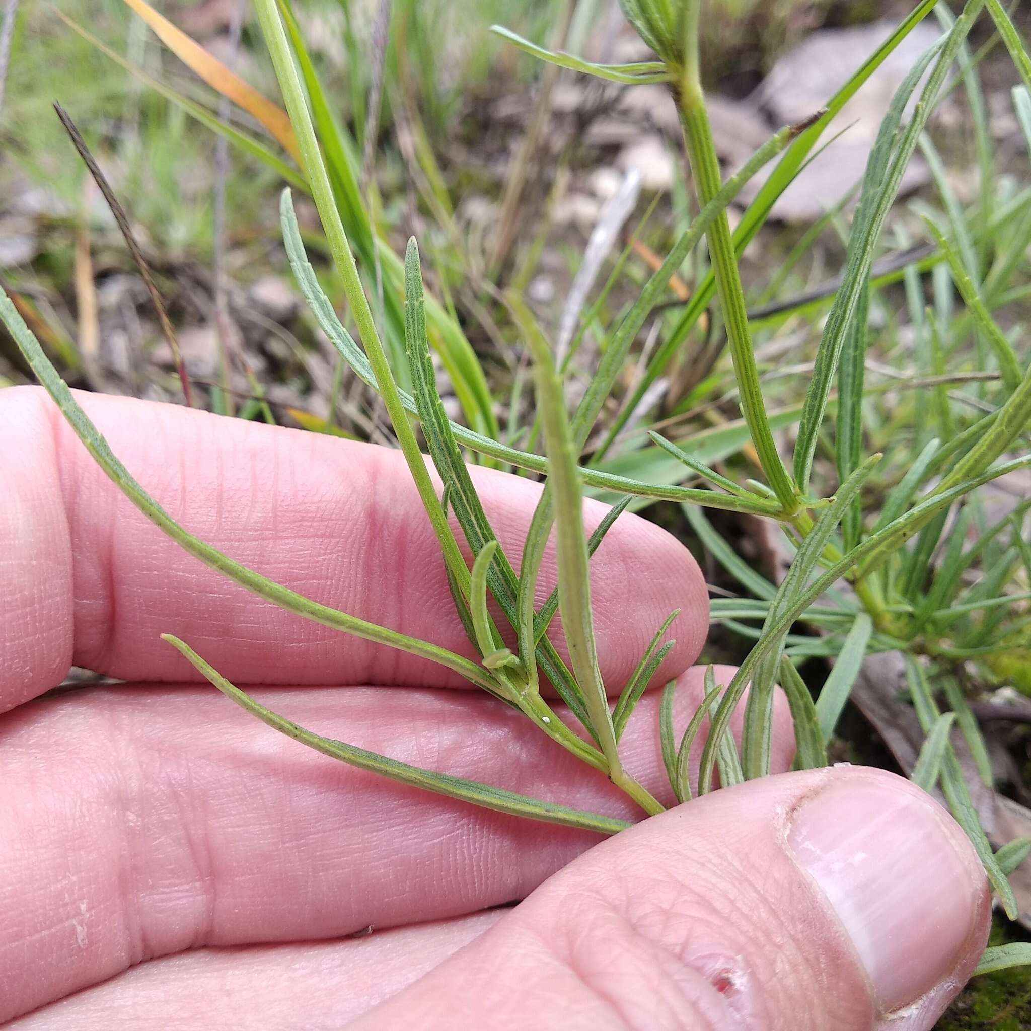 Image of Salvia filifolia Ramamoorthy