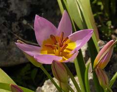 Image of Tulipa saxatilis Sieber ex Spreng.