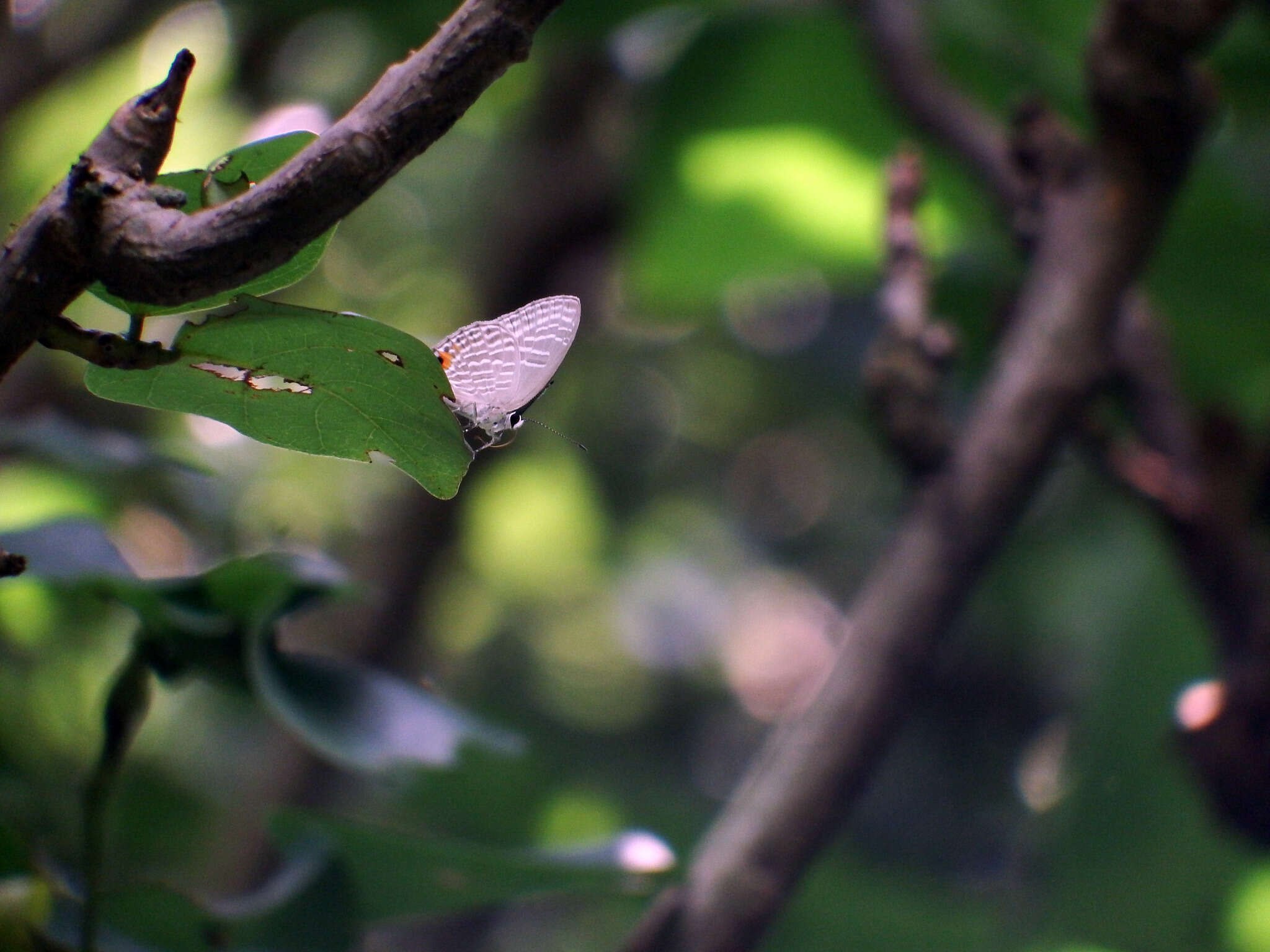 Image of <i>Jamides alecto dromicus</i>