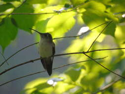 Image of Curve-winged Sabrewing