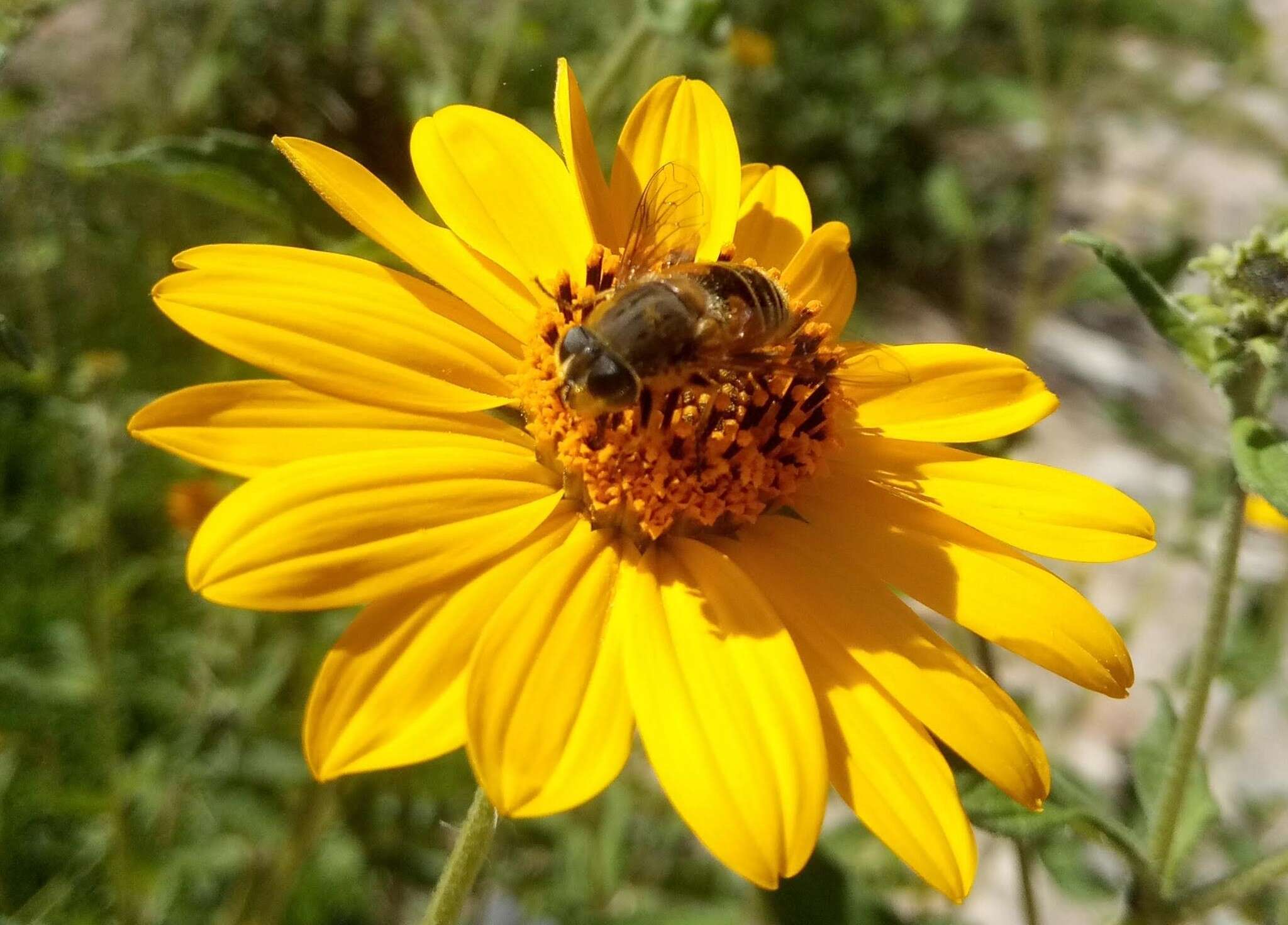 Image of Eristalis bogotensis Macquart 1842