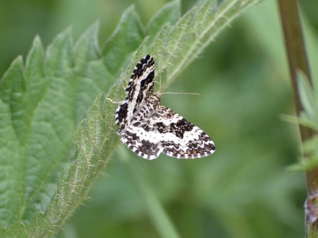 Image of small argent and sable