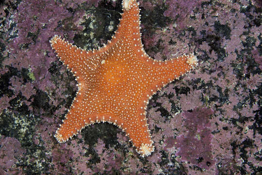 Image of Arctic cushion star