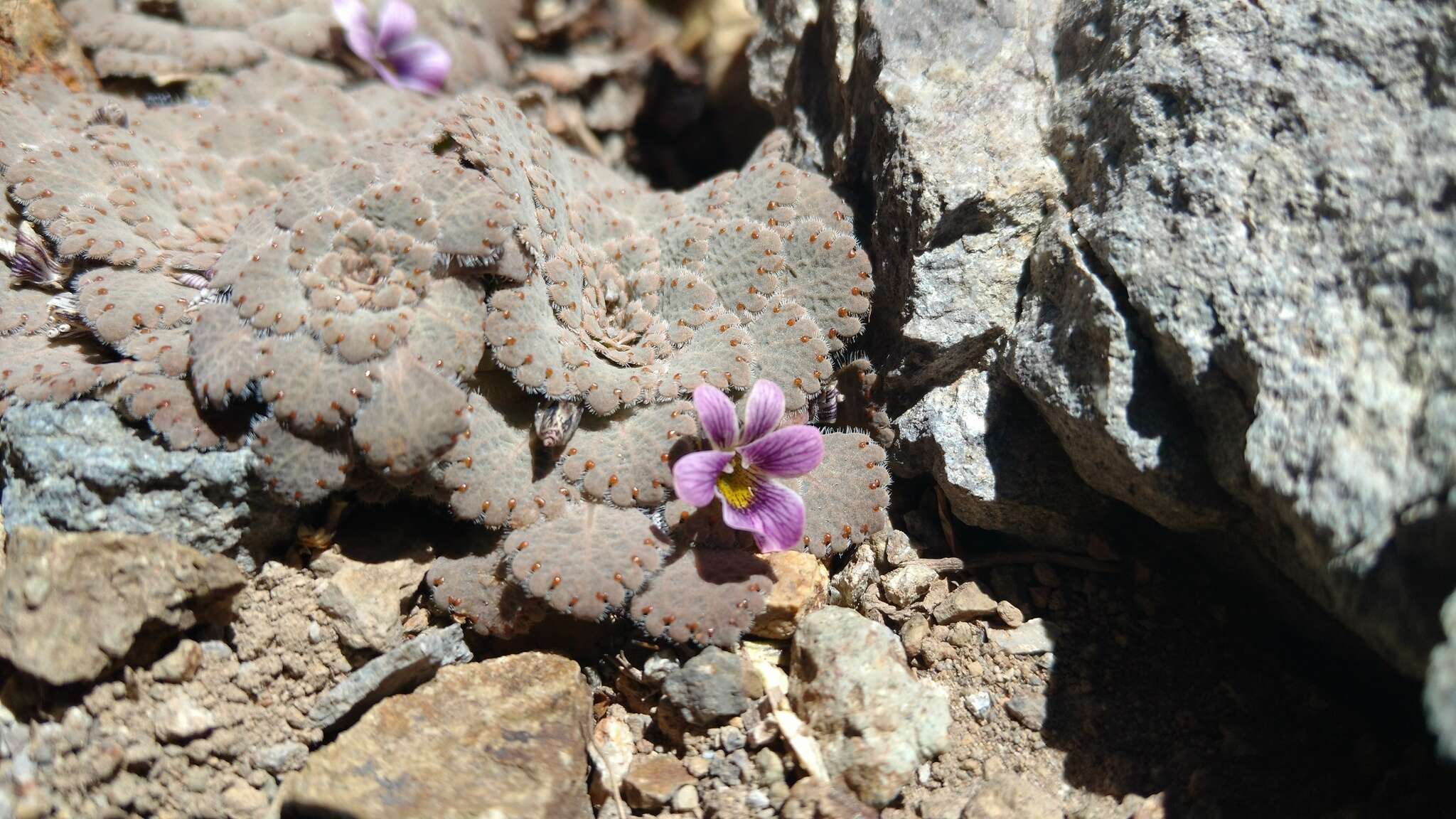 Viola congesta Gillies ex Hook. & Arn. resmi