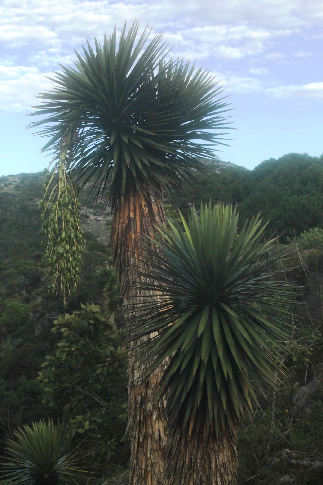 Image of Yucca potosina Rzed.