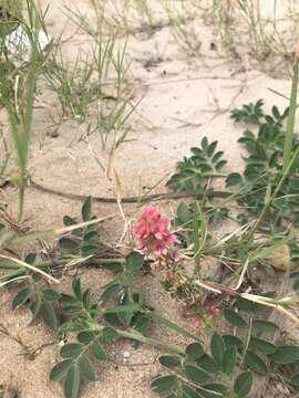 Image of Indigofera spicata var. spicata