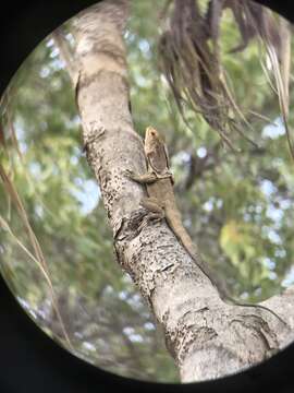 Image of Frilled Lizard