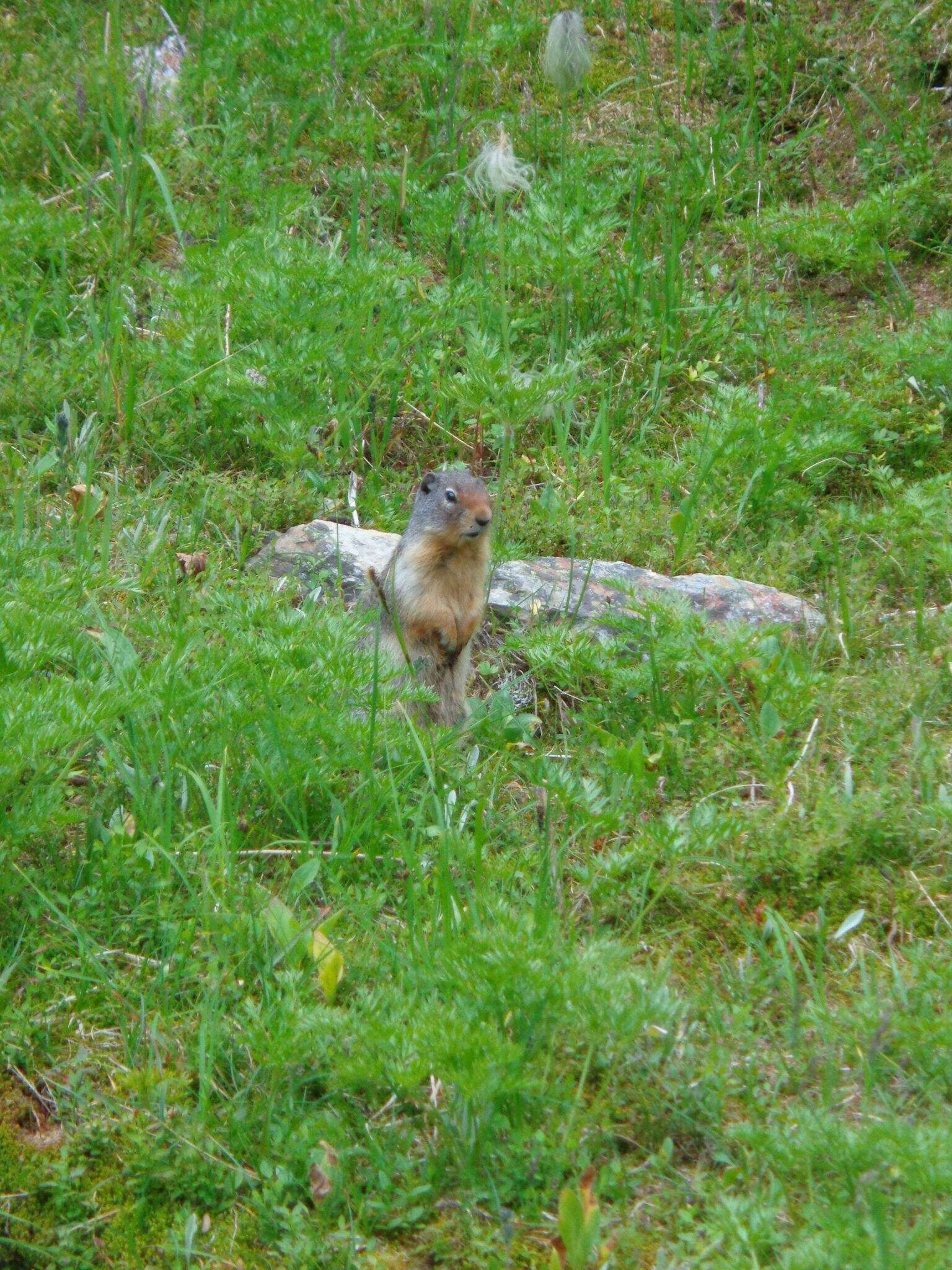 Image of Columbian ground squirrel