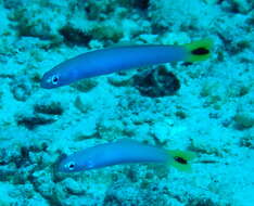 Image of Blacktail goby