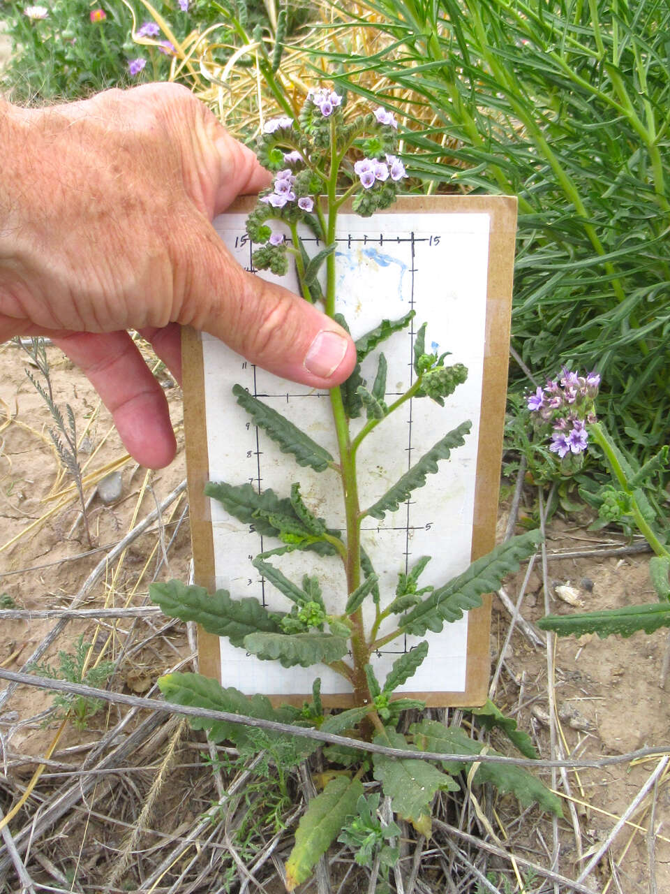 Image of Texan phacelia