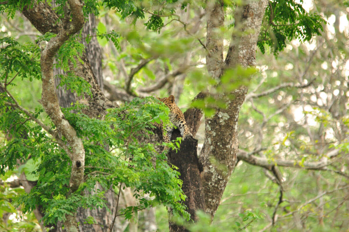 Imagem de Leopardo-indiano