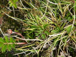 Image of Bear Sedge