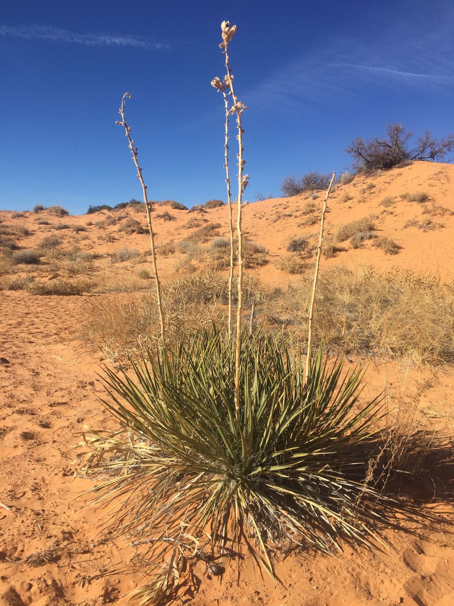 Image de Yucca angustissima var. kanabensis (McKelvey) Reveal