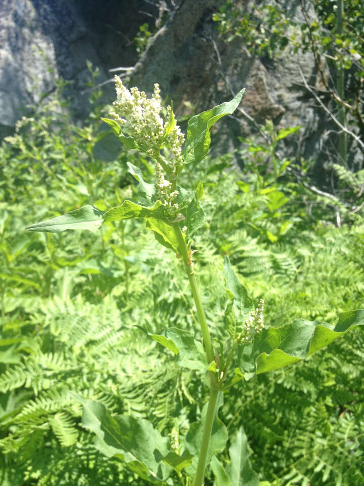 Image of Alpine Fleeceflower