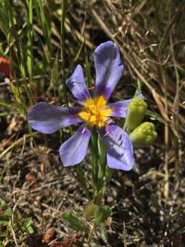 Image of Calydorea xyphioides (Poepp.) Espinosa