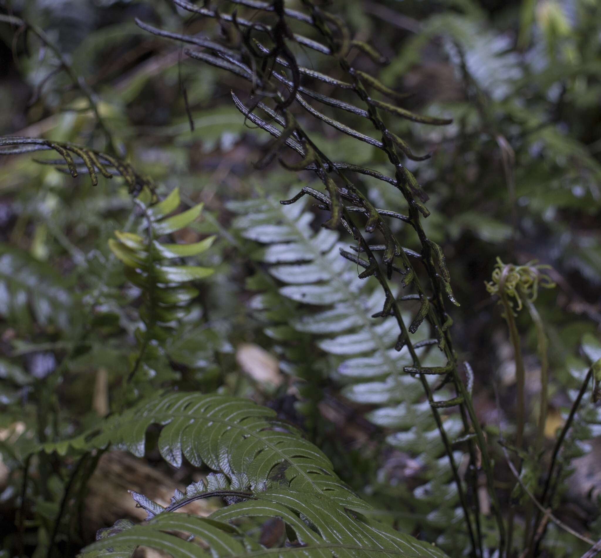 Sivun Austroblechnum lechleri subsp. lechleri kuva