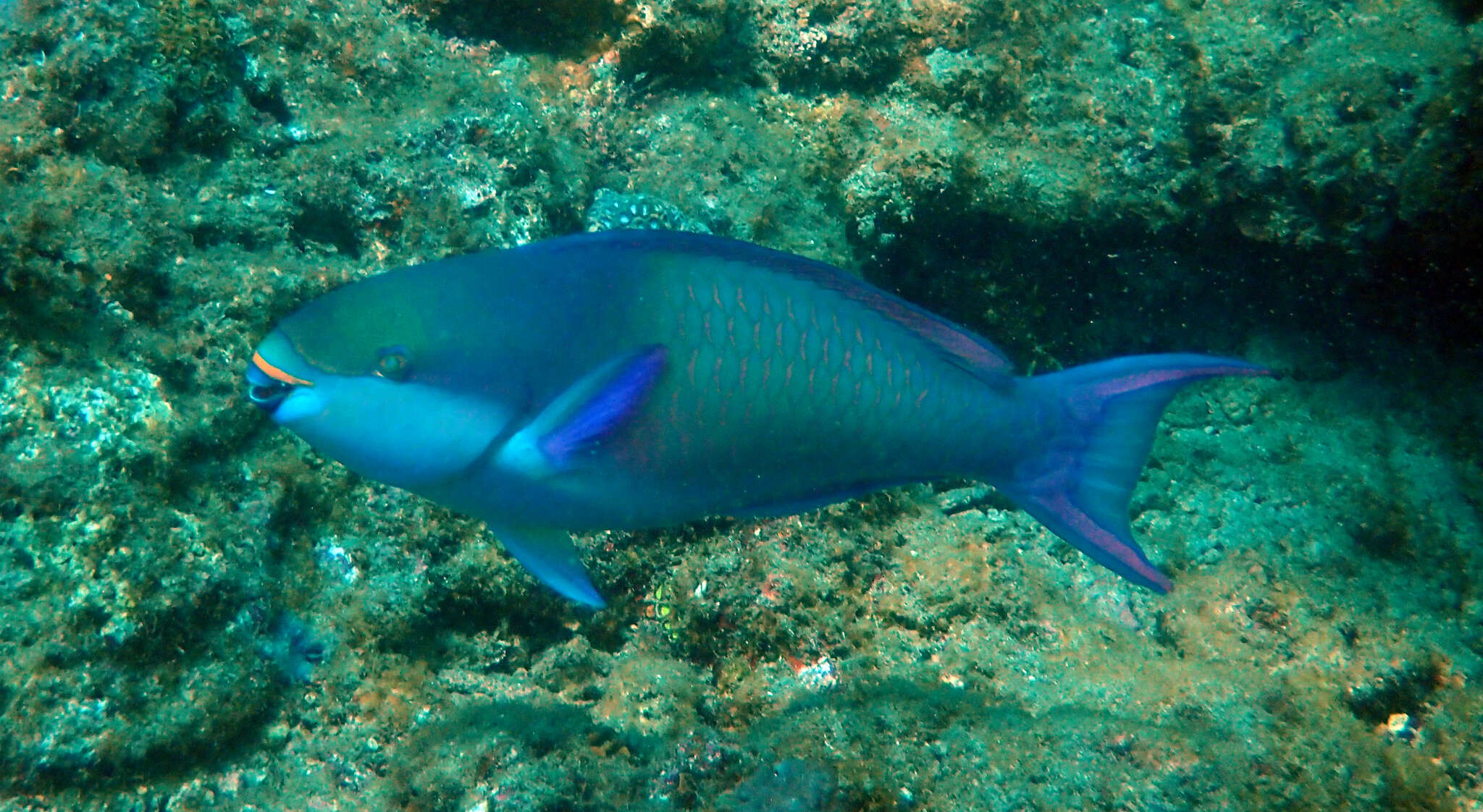 Image of Big belly Parrotfish