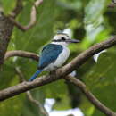 Слика од Todiramphus sacer pealei (Finsch & Hartlaub 1867)