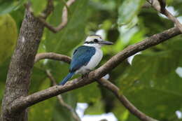 صورة Todiramphus sacer pealei (Finsch & Hartlaub 1867)