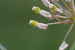 Image de Xysmalobium holubii Scott Elliott.