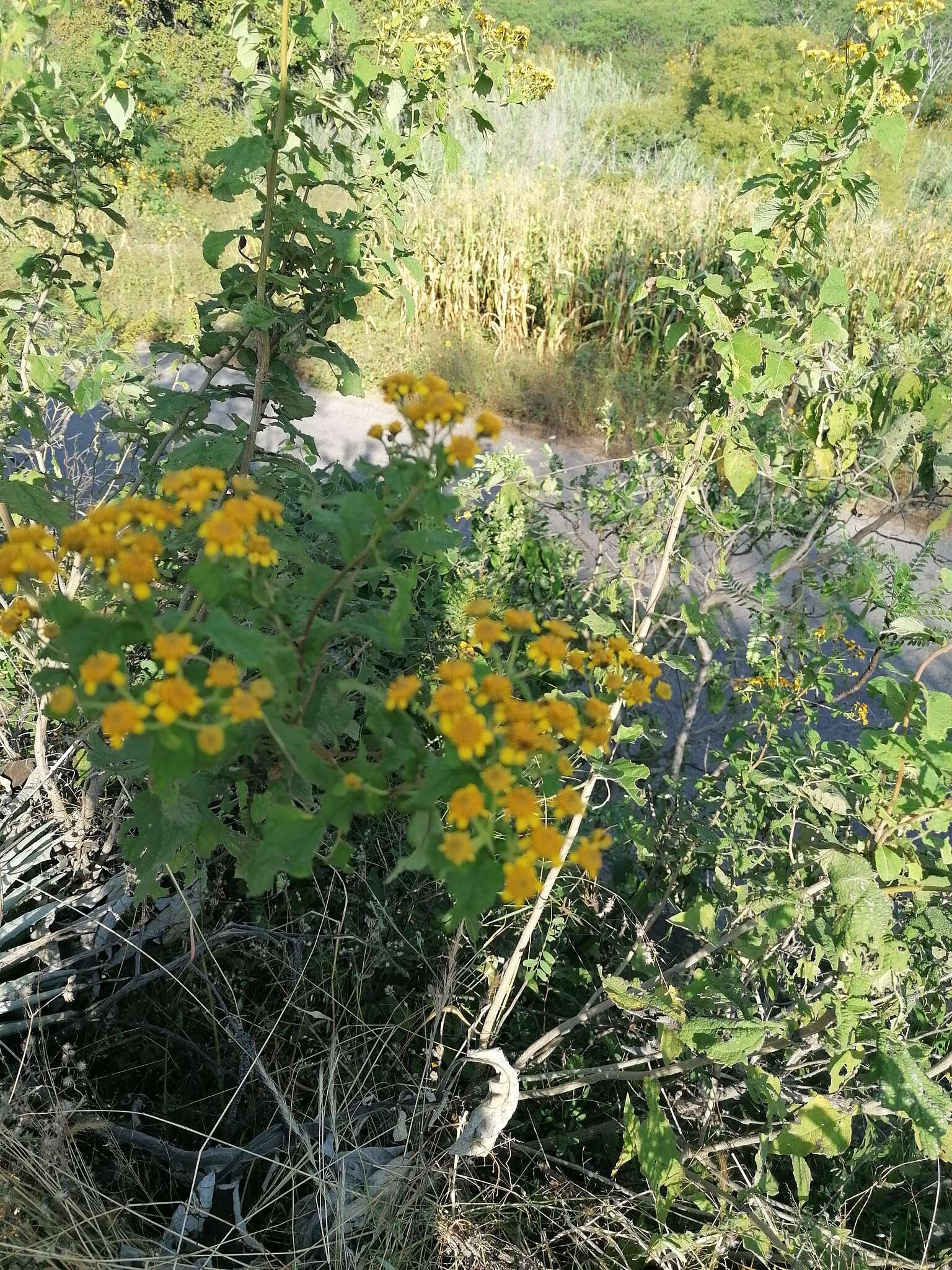 Image of Zaluzania montagnifolia (Sch. Bip.) Sch. Bip.